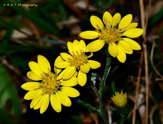 {Pityopsis graminifolia}